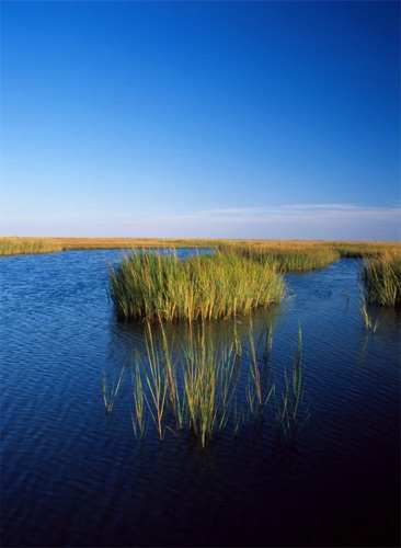 High Tide, Great Bay, Atlantic County, NJ (MF).jpg